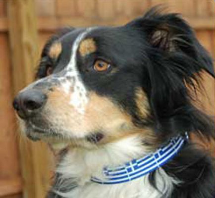 Greek Flag Dog Collar - 1 pc