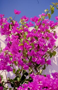 Photo Card - Flowers - 1 pc