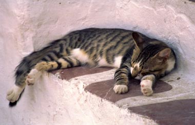 Photo Card - Cat - 1 pc